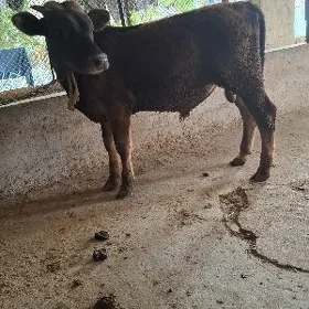Okuzce