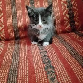 котята