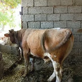 Öküz