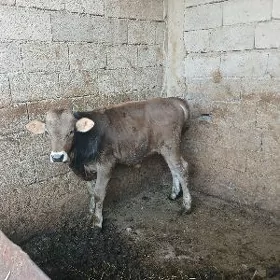 OKUZCE