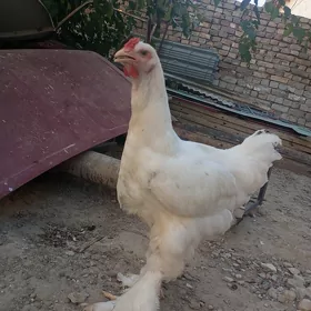 brama ak