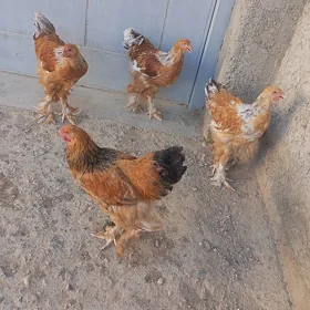limon brama horazlar