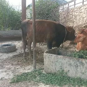 öküz
