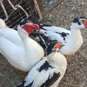 INDAUTKA (lal ördek)