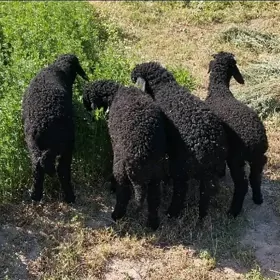 Toklylar