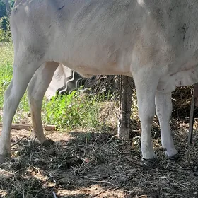 tuwe 2 yasan