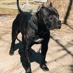 Pitbull