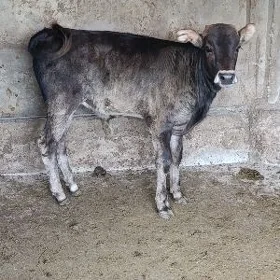 ŞWES ÖKÜZ ARASSA TOHUM