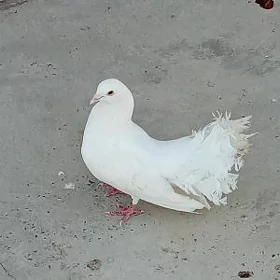 Guşlar