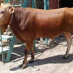 Parodny okuzler