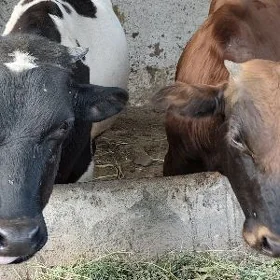 Öküz