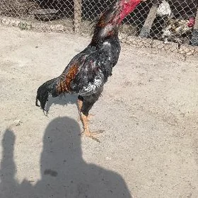 baysow horaz