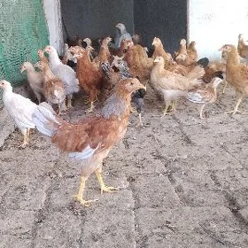 Towuk jüje jüýje horaz jüyje