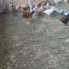 juje 2aý 10 gunlik