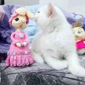 Девочка шотл
