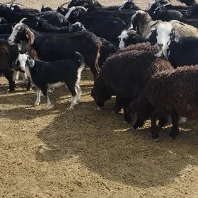 Owlakly geçiler.