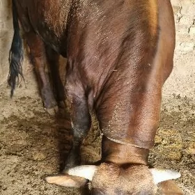 öküz