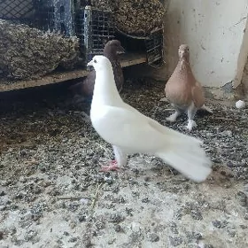 kepderi