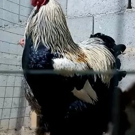 Brama gok horaz