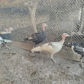 induk jüje