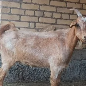 Geci Serke