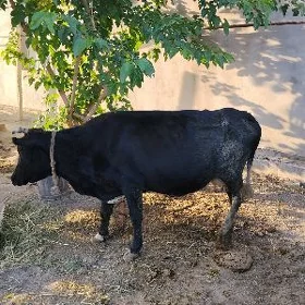 Sygyr