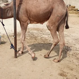 duýe