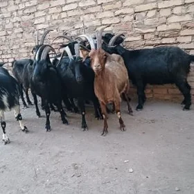 Semiz Kete Geçi