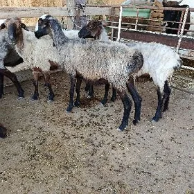 Goýun Bakmaly