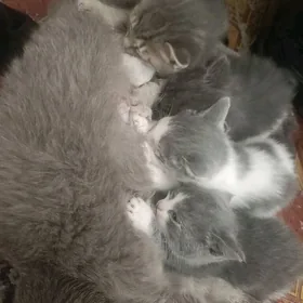 pişik