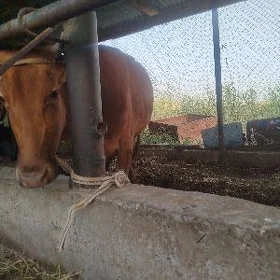GYSYR İNEK
