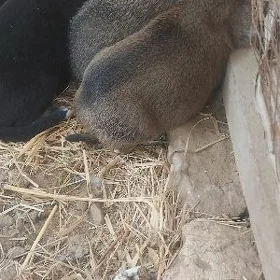 awçarka çagalary