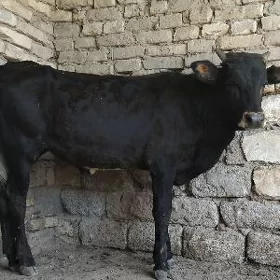 OKÜZ ȘWES TOHUM ARASSA