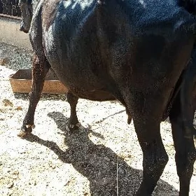 Sygyr