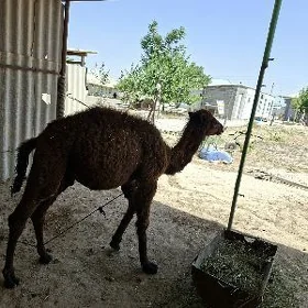 Köşek