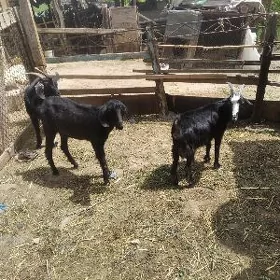 geçiler