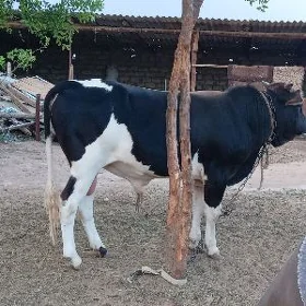 ÖKÜZ