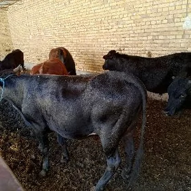 Öküzler