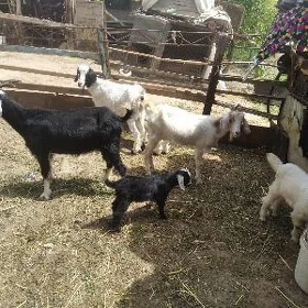 owlakly geçiller