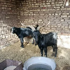 biçile  erkeç bakylan teke