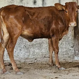 Okuz tuwe