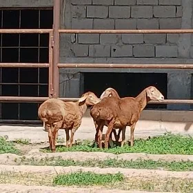Gisarlar