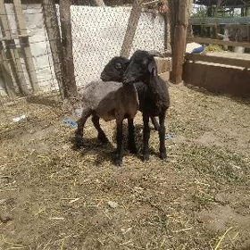 koçkar kuzular