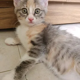 домашняя кошечка
