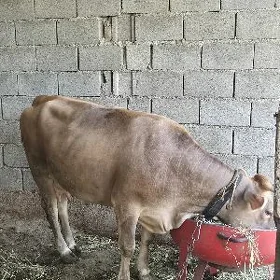 sygyr