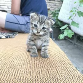 котёнок отдам в добрые руки