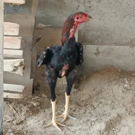 Baysow