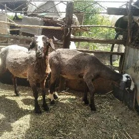 koçkarlar