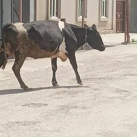 saglyk inek