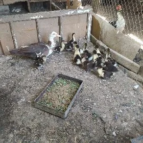 Ordek. juyje